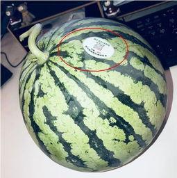 网红街吃瓜,揭秘网络红人背后的故事与争议